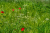 RR_Natur_Feld_mit_Wildblumen.jpg