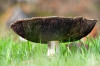 RR_Natur_Grosser_Pilz.jpg