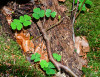 Dateiname=RR_Natur_Klee.jpg
Dateigröße=1228KB
Abmessungen: 1200x925
hinzugefügt am: 16. Oktober 2026 RR_Natur_Klee.jpg