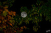 Dateiname=RR_Natur_Mond~0.jpg
Dateigröße=510KB
Abmessungen: 1200x800
hinzugefügt am: 28. Oktober 2026 RR_Natur_Mond~0.jpg