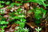 RR_Natur_Waldmeister.jpg