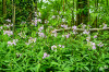 RR_Natur_Waldrand.jpg