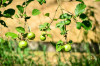 RR_Obst_Apfelbaum.jpg