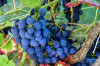 Dateiname=RR_Pflanzen_Blaue_Weintrauben.jpg
Dateigröße=720KB
Abmessungen: 1200x800
hinzugefügt am: 09. August 2026 RR_Pflanzen_Blaue_Weintrauben.jpg