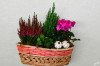 Dateiname=RR_Pflanzen_Herbstdeko.jpg
Dateigröße=817KB
Abmessungen: 1200x800
hinzugefügt am: 14. Oktober 2026 RR_Pflanzen_Herbstdeko.jpg