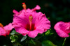 RR_Pflanzen_Hibiskus.jpg
