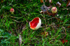 Dateiname=RR_Pilze_Fliegenpilz.jpg
Dateigröße=1302KB
Abmessungen: 1200x800
hinzugefügt am: 01. Oktober 2026 RR_Pilze_Fliegenpilz.jpg