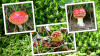 Dateiname=RR_Pilze_Fliegenpilze_drei.jpg
Dateigröße=925KB
Abmessungen: 1280x720
hinzugefügt am: 04. Oktober 2026 RR_Pilze_Fliegenpilze_drei.jpg