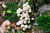 Dateiname=RR_Pilze_Gruppe.jpg
Dateigröße=1097KB
Abmessungen: 1200x800
hinzugefügt am: 09. Oktober 2026 RR_Pilze_Gruppe.jpg
