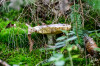 Dateiname=RR_Pilze_Wald.jpg
Dateigröße=1054KB
Abmessungen: 1200x800
hinzugefügt am: 22. September 2026 RR_Pilze_Wald.jpg