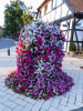 RR_Sassendorf_Blumen.jpg