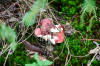 Dateiname=RR_Sauerl_Appetitlich.jpg
Dateigröße=1152KB
Abmessungen: 1200x800
hinzugefügt am: 29. September 2026 RR_Sauerl_Appetitlich.jpg