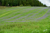 Dateiname=RR_Sauerl_Bluehwiese.jpg
Dateigröße=1254KB
Abmessungen: 1200x800
hinzugefügt am: 29. September 2026 RR_Sauerl_Bluehwiese.jpg