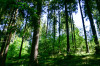 Dateiname=RR_Sauerland_Wald.jpg
Dateigröße=1575KB
Abmessungen: 1200x800
hinzugefügt am: 26. Mai 2026 RR_Sauerland_Wald.jpg