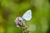 RR_Schmetterling_Blau_unbekannt.jpg