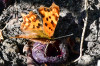 RR_Schmetterling_C-Falter-Nahrung.jpg