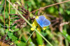 RR_Schmetterling_Himmelblauer_Blaeuling.jpg