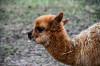 Dateiname=RR_Tiere_Alpaka~0.jpg
Dateigröße=882KB
Abmessungen: 1200x800
hinzugefügt am: 16. September 2026 RR_Tiere_Alpaka~0.jpg