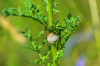 RR_Tiere_Baenderschnecke~0.jpg
