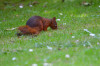 Dateiname=RR_Tiere_EichhoernchenII.jpg
Dateigröße=811KB
Abmessungen: 1200x795
hinzugefügt am: 20. Juni 2025 RR_Tiere_EichhoernchenII.jpg