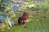 Dateiname=RR_Tiere_EichhoernchenIII.jpg
Dateigröße=716KB
Abmessungen: 1200x795
hinzugefügt am: 20. Juni 2025 RR_Tiere_EichhoernchenIII.jpg
