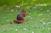 RR_Tiere_Eichhoernchen~0.jpg