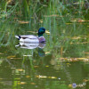 Dateiname=RR_Tiere_Ente.jpg
Dateigröße=926KB
Abmessungen: 1200x1200
hinzugefügt am: 23. Oktober 2025 RR_Tiere_Ente.jpg