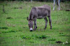 Dateiname=RR_Tiere_Esel.jpg
Dateigröße=928KB
Abmessungen: 1200x800
hinzugefügt am: 16. September 2026 RR_Tiere_Esel.jpg