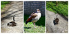 Dateiname=RR_Tiere_Gaense.jpg
Dateigröße=292KB
Abmessungen: 1200x600
hinzugefügt am: 22. April 2025 RR_Tiere_Gaense.jpg