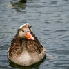 Dateiname=RR_Tiere_Graugans_zwei.jpg
Dateigröße=872KB
Abmessungen: 1200x1200
hinzugefügt am: 15. Juli 2025 RR_Tiere_Graugans_zwei.jpg