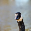 Dateiname=RR_Tiere_Kanadagans.jpg
Dateigröße=664KB
Abmessungen: 1200x1200
hinzugefügt am: 13. März 2025 RR_Tiere_Kanadagans.jpg