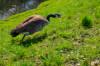 Dateiname=RR_Tiere_Kanadagans~0.jpg
Dateigröße=929KB
Abmessungen: 1200x795
hinzugefügt am: 21. April 2025 RR_Tiere_Kanadagans~0.jpg