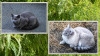 RR_Tiere_Katzen.jpg