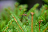 Dateiname=RR_Tiere_Libelle_Gemeine_Heidelibelle_gruen.jpg
Dateigröße=566KB
Abmessungen: 1200x800
hinzugefügt am: 26. August 2026 RR_Tiere_Libelle_Gemeine_Heidelibelle_gruen.jpg