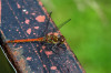 Dateiname=RR_Tiere_Libelle_Heidelibelle_rot.jpg
Dateigröße=623KB
Abmessungen: 1200x800
hinzugefügt am: 26. August 2026 RR_Tiere_Libelle_Heidelibelle_rot.jpg
