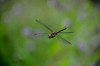 Dateiname=RR_Tiere_Libelle_Im_Flug.jpg
Dateigröße=446KB
Abmessungen: 1200x800
hinzugefügt am: 25. August 2026 RR_Tiere_Libelle_Im_Flug.jpg