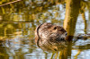 RR_Tiere_Nutria.jpg
