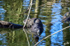 Dateiname=RR_Tiere_Nutrias.jpg
Dateigröße=989KB
Abmessungen: 1200x800
hinzugefügt am: 08. März 2025 RR_Tiere_Nutrias.jpg