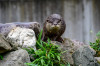 RR_Tiere_Otter.jpg