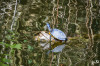 Dateiname=RR_Tiere_Schildkroete.jpg
Dateigröße=828KB
Abmessungen: 1200x800
hinzugefügt am: 10. April 2025 RR_Tiere_Schildkroete.jpg
