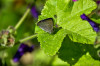 RR_Tiere_Schmetterling.jpg