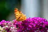 Dateiname=RR_Tiere_Schmetterling_C-Falter.jpg
Dateigröße=815KB
Abmessungen: 1200x800
hinzugefügt am: 19. Juli 2025 RR_Tiere_Schmetterling_C-Falter.jpg