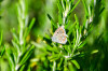RR_Tiere_Schmetterling~0.jpg