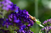 RR_Tiere_Schwebfliege.jpg