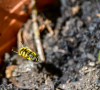 Dateiname=RR_Tiere_Schwebfliegen.jpg
Dateigröße=795KB
Abmessungen: 1200x1090
hinzugefügt am: 17. Juni 2025 RR_Tiere_Schwebfliegen.jpg