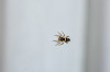 Dateiname=RR_Tiere_Springspinne.jpg
Dateigröße=379KB
Abmessungen: 1200x800
hinzugefügt am: 13. Juli 2026 RR_Tiere_Springspinne.jpg
