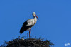 Dateiname=RR_Tiere_Storch.jpg
Dateigröße=499KB
Abmessungen: 1200x800
hinzugefügt am: 26. März 2025 RR_Tiere_Storch.jpg