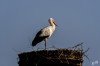 RR_Tiere_Storch1.jpg