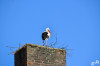 Dateiname=RR_Tiere_Storch_Nest.jpg
Dateigröße=522KB
Abmessungen: 1200x795
hinzugefügt am: 09. April 2025 RR_Tiere_Storch_Nest.jpg