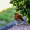 RR_Tiere_Vogel~0.jpg